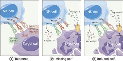 Ovarian cancer treatment and natural killer cell-based immunotherapy